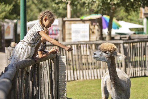 Kinderboederij 't Boetje met Alpaca's voeren
