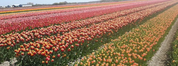 tulpen kop boven holland veld